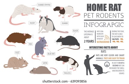 Rat Breeds Infographic Template, Icon Set Flat Style Isolated. Pet Rodents Collection. Create Own Infographic About Pets. Vector Illustration