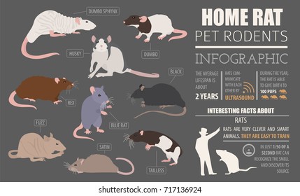 Rat breeds infographic template, icon set flat style isolated. Pet rodents collection. Create own infographic about pets. Vector illustration