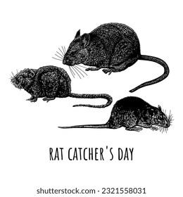 Rat Catcher's Day hand drawing vector isolated on white background.