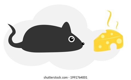 Rat and cheese,Vector illustration of a rat eating cheese,rat cartoon,rat isolated white background.