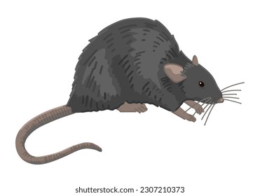 Rat clipart isolated white  Cartoon style drawing rodent wild animal  Halloween creepy fauna modern vector illustration  