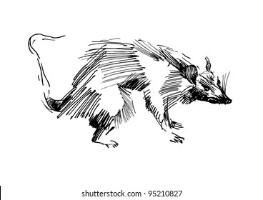 Rat Hand Drawing Black And White Sketch