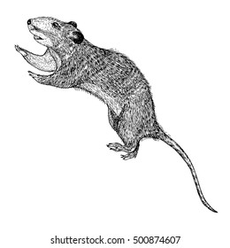 Rat hand drawn, isolated on white. Drawing sketch of the rat. Halloween, folklore black magic attribute. Vector.