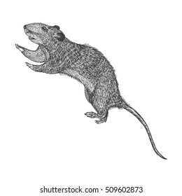 Rat hand drawn, isolated on white. Drawing sketch of the rat. Halloween, folklore black magic attribute. Vector.