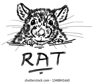 A Rat head peering from a hole. Hand drawn vector illustration.