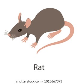 Rat icon. Isometric illustration of rat vector icon for web