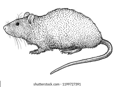 Rat Illustration, Drawing, Engraving, Ink, Line Art, Vector
