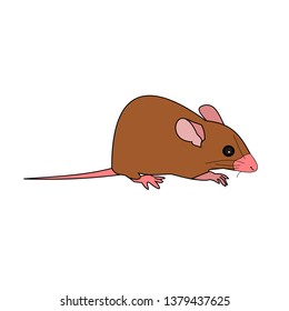 Rat isolate on white background, Mouse is rodents that cause dirt and may be carriers of disease, The brown mice with pink color nose and tail