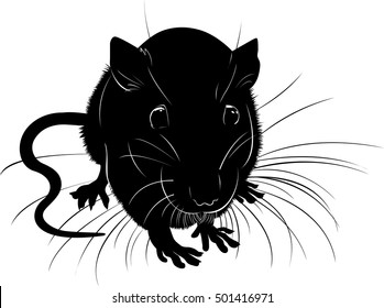 Rat isolated on a white background