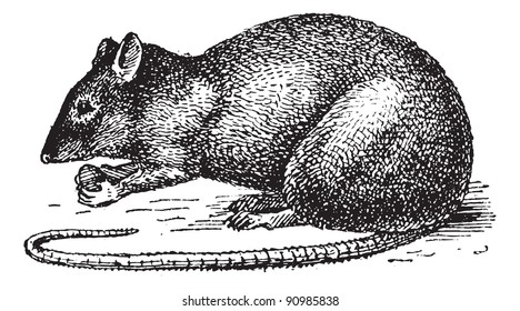 Rat isolated on white background,  vintage engraved illustration. Dictionary of words and things - Larive and Fleury - 1895.