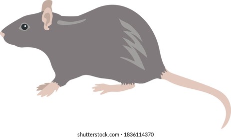 Rat isolated on white. Flat infographics. Vector illustration.