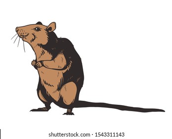 Rat isolated on white. Vector illustration. Symbols of 2020 Chinese New Year.