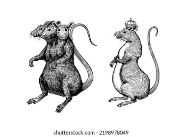 Rat king o ratón. Animales salvajes gráficos. Esbozo vintage dibujado a mano. Elementos grunge grabados.