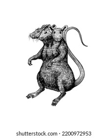Rat king or mouse. Graphic wild animal. Hand drawn vintage sketch. Engraved grunge elements.