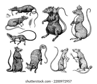 Rat king or mouse. Graphic wild animal. Hand drawn vintage sketch. Engraved grunge elements.