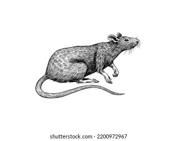 Rat or mouse with cheese. Graphic wild animal. Hand drawn vintage sketch. Engraved grunge elements.