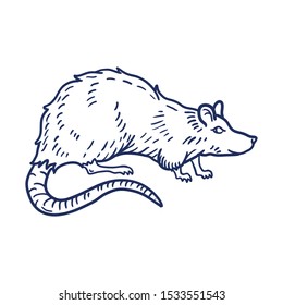 Rat or Mouse Hand Drawn on white background. Vector illustration