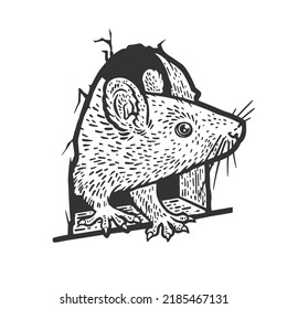 rat mouse peeking out of hole in wall sketch engraving vector illustration. Scratch board imitation. Black and white hand drawn image.