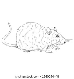 rat, mouse, sketch with lines
