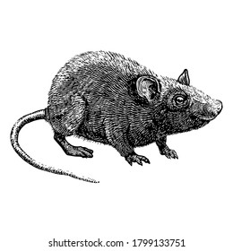 Rat mouse vector engraving hand drawn illustration