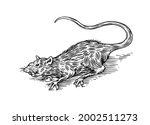 Rat or mouse. Wild animal. Engraved hand drawn in old sketch, vintage style