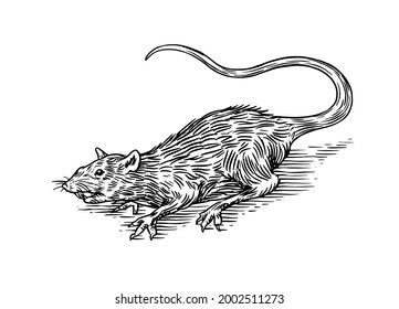 Rat or mouse. Wild animal. Engraved hand drawn in old sketch, vintage style