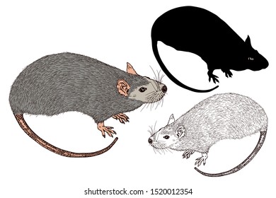 Rat painted, outline and silhouette. Hand drawn vector illustrations set isolated on white background. Sketch.