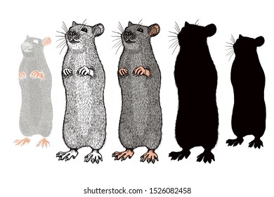 Rat painted, outline and silhouettes. Hand drawn vector illustrations set isolated on white background. Sketch.