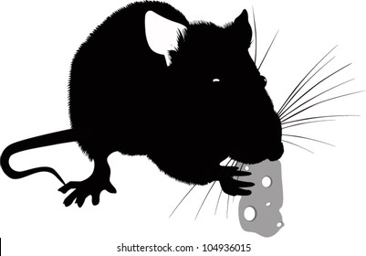 rat with a piece of cheese isolated on white background