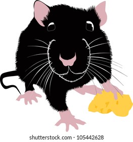 rat with a piece of cheese isolated on white background