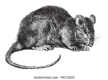 Rat (Rattus) / vintage illustration from Meyers Konversations-Lexikon 1897