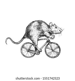 Rat rides a bicycle illustration style engraving vector
