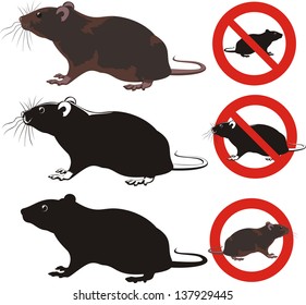 rat, rodent - warning signs