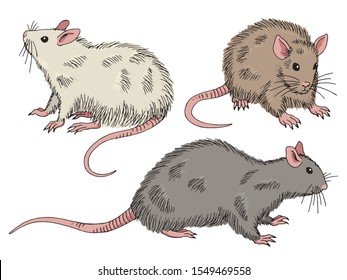 Rat set graphic color isolated sketch illustration vector