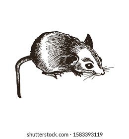 Rat Sitting on the Ground Isolated on White Background Vector Illustration. Fluffy Sketched Rodent Drawing