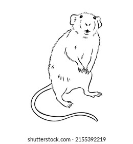 Rat sketch drawn by hand. Black and white vector illustration.