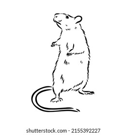 Esbozo de rata dibujado a mano. Ilustración vectorial en blanco y negro.