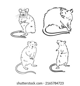 Rat sketch drawn by hand. Black and white vector illustration.