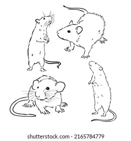 Rat sketch drawn by hand. Black and white vector illustration.