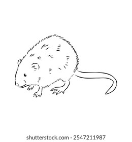 Rat sketch drawn by hand. Black and white vector illustration. water rat, vector sketch