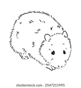 Rat sketch drawn by hand. Black and white vector illustration. water rat, vector sketch