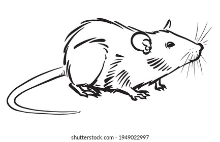 Rat Sketch Image On White Background, Vector