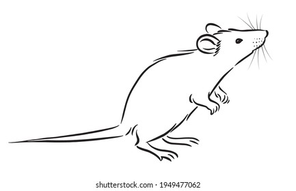 Rat sketch image on white background, vector