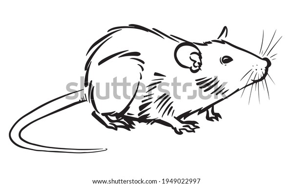 3,545 Rat Black And White Sketch Images, Stock Photos & Vectors ...