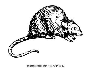 Rat sketch. Realistic ink drawing of rodent wild animal. Hand drawn vector illustration. Retro outline clipart for decor isolated on white.