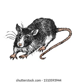 Rat sketch vector illustrations. Hand drawn picture with mouse. Symbol of 2020 new year.