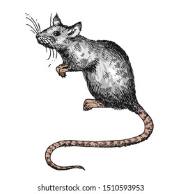 Rat sketch vector illustrations. Hand drawn picture with mouse. Symbol of 2020 new year.