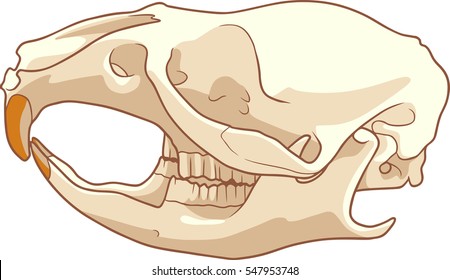 Rat Skull