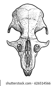 Rat Skull Illustration, Drawing, Engraving, Ink, Line Art, Vector