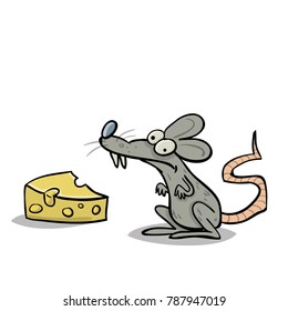 Rat smelling cheese